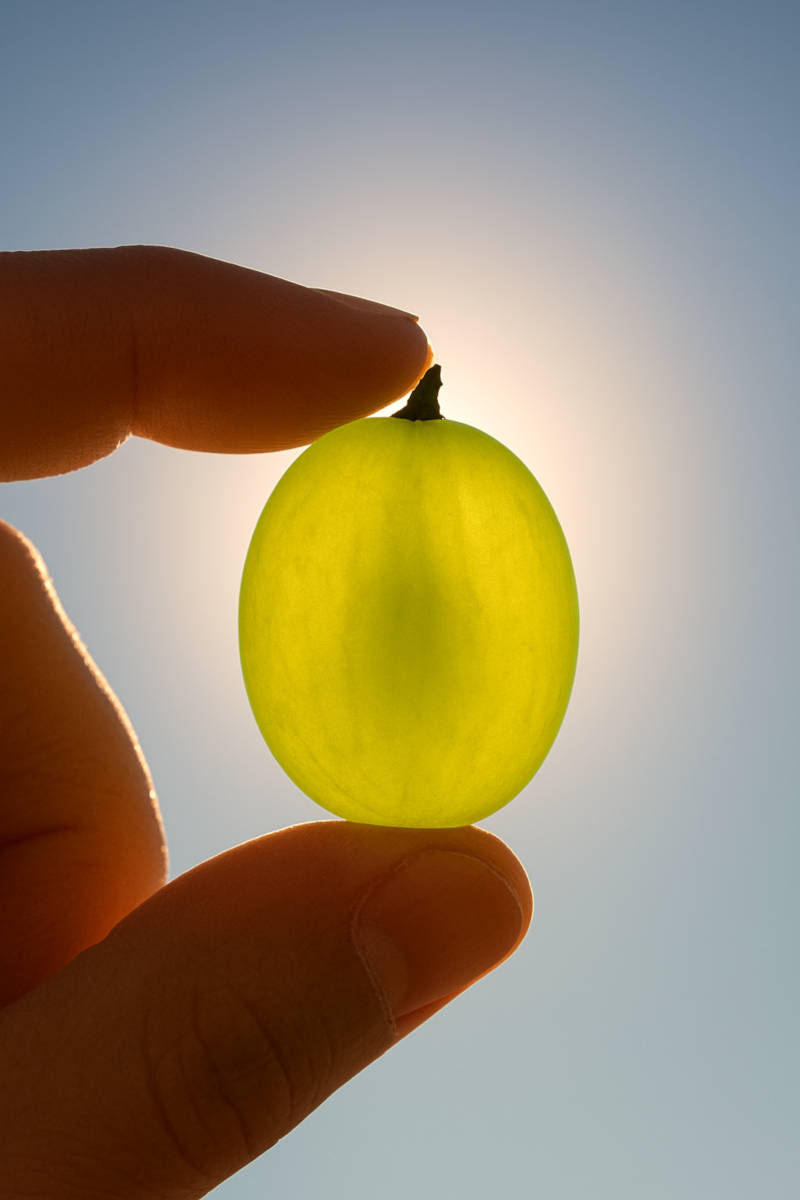 Gesang und Trauma, Marion Willmanns